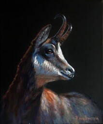 Tatra chamois